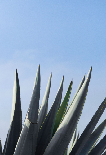 この自然発酵プロセスが、ARETTE独自の複雑さとまろやかさを加えています。