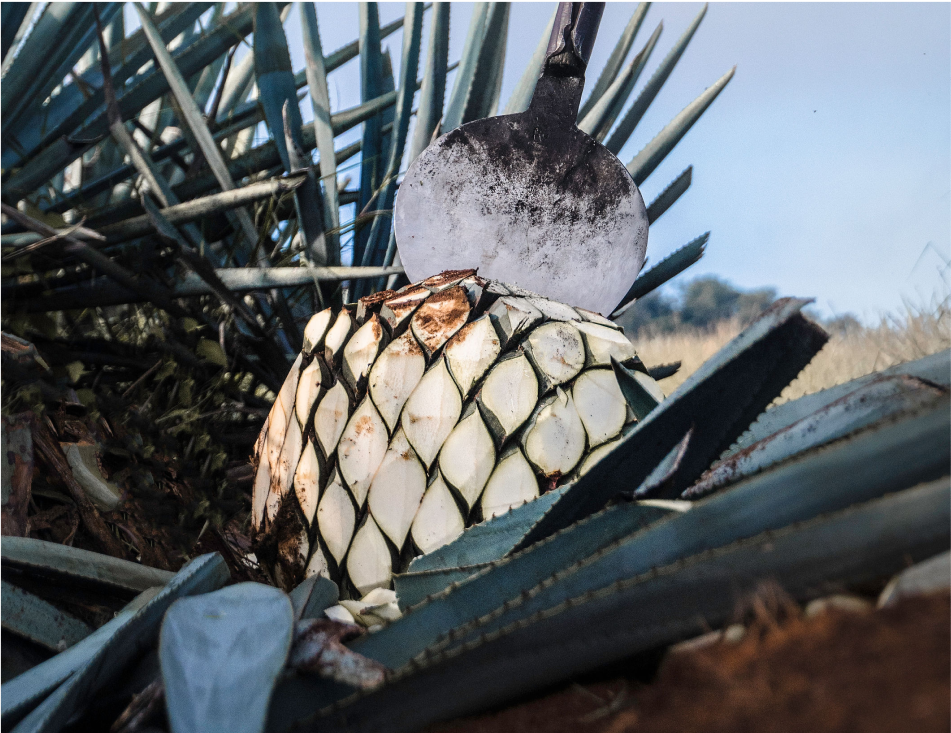 無添加・アガベ100%のテキーラ