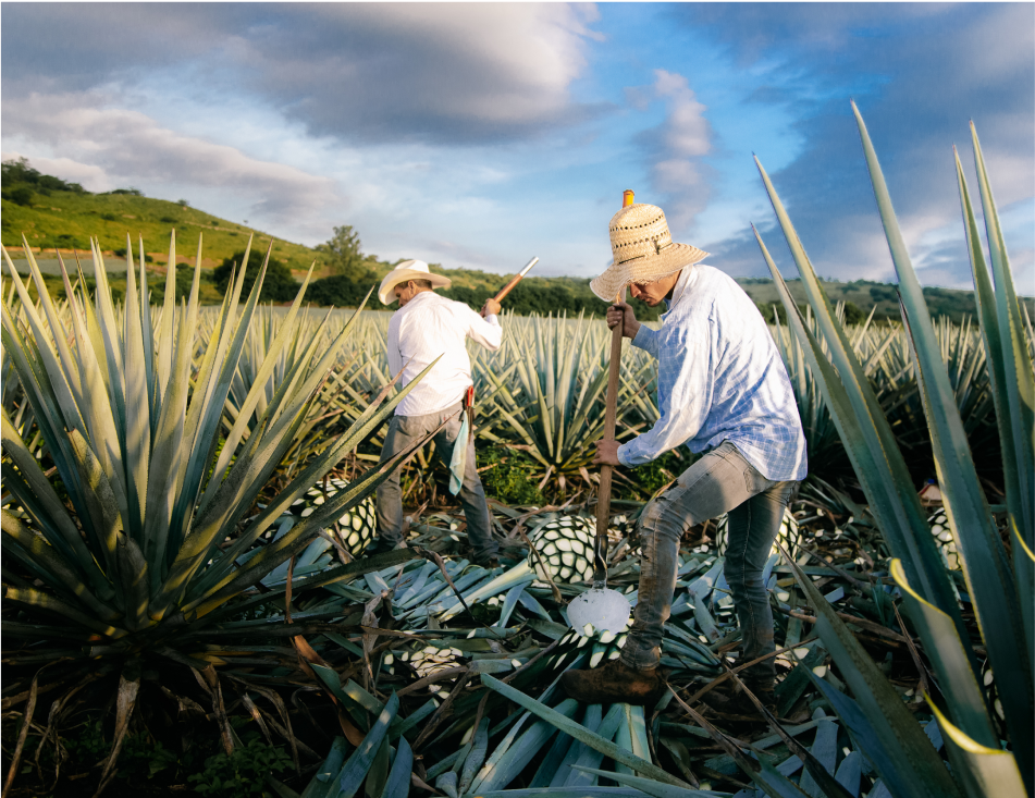 7年育ったアガベを手摘みで収穫